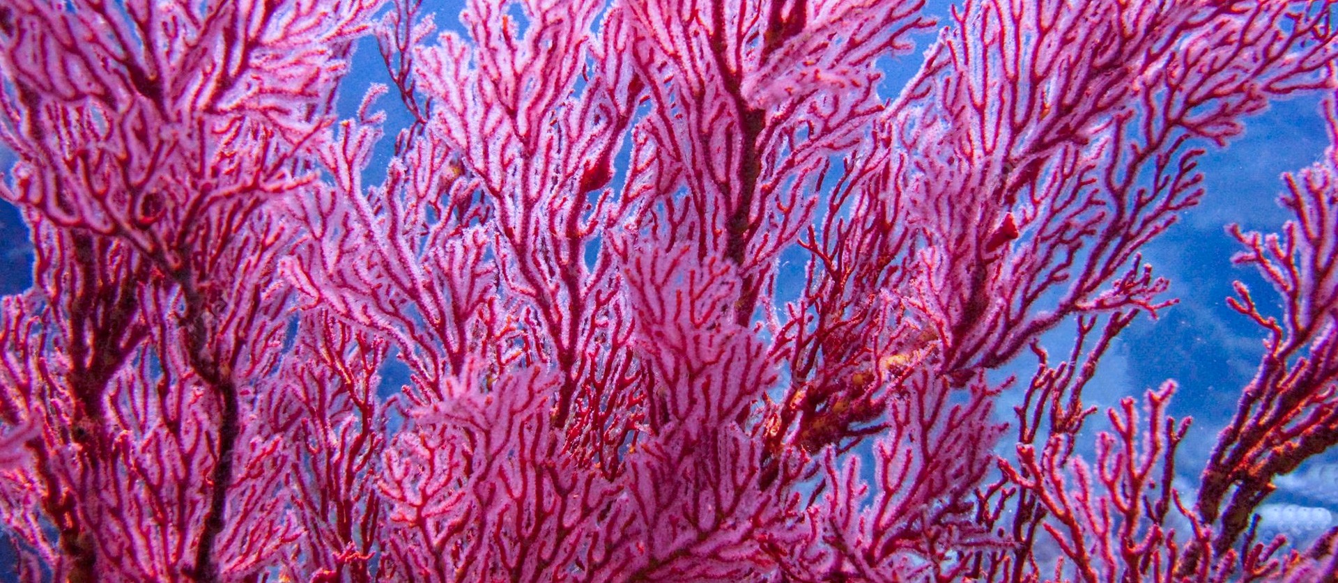 corallo, Il corallo, l'&#8221;oro rosso&#8221; del Mediterraneo